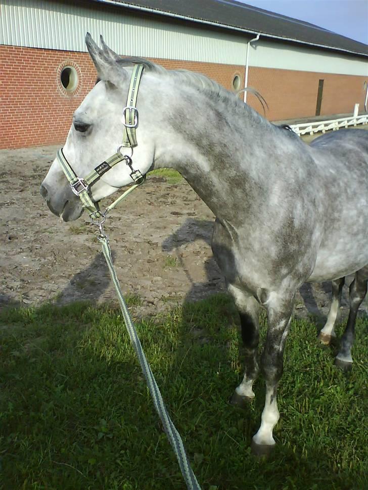 Arabisk fuldblod (OX) Rashid ox R.I.P. - Smukke Rashid billede 6