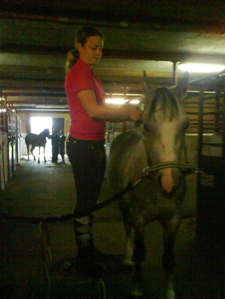 Arabisk fuldblod (OX) Rashid ox R.I.P. - Fletter op til åbenhus billede 7