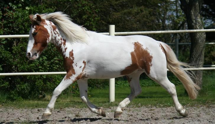 Pinto SPIRIT - Billeder af heste - Uploaded af annemette
