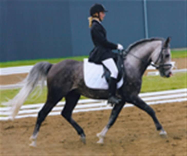 Arabisk fuldblod (OX) Rashid ox R.I.P. - rashid med den gamle ejer da han var 5. billede 10