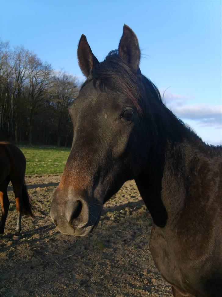 Arabisk fuldblod (OX) Shaheen (SOLGT)<33 billede 19