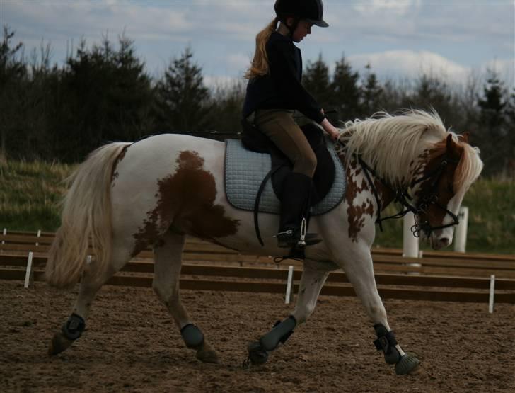 Pinto SPIRIT - Idamarie & Spirit - dressur d; billede 4