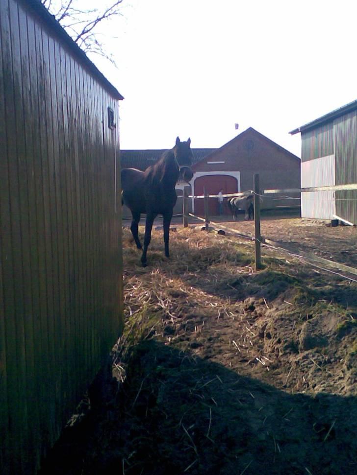 Arabisk fuldblod (OX) Shaheen (SOLGT)<33 billede 20