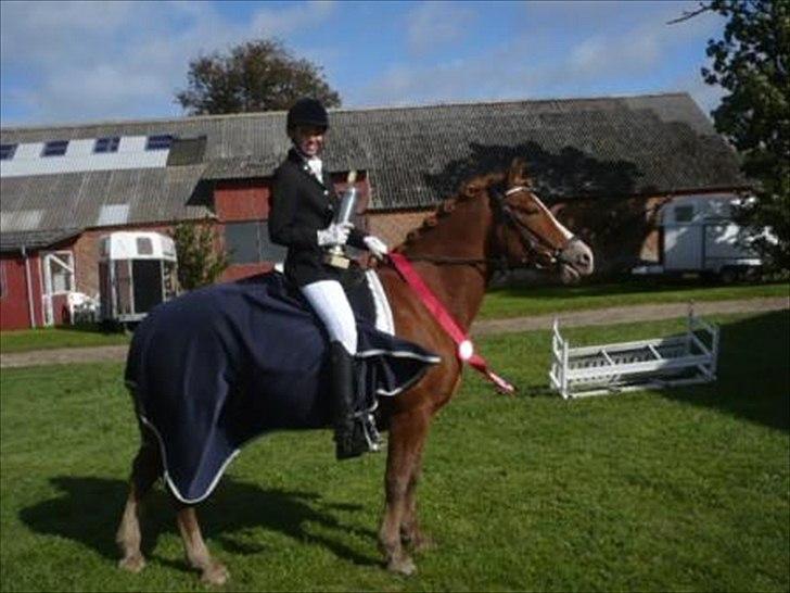 Welsh Partbred (Sec F) Wissinggaards Stitch - Da vi vandt Farmlandcup 2010 :-) Verdens bedste pony! billede 10