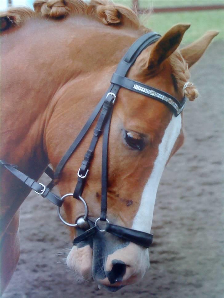 Welsh Partbred (Sec F) Wissinggaards Stitch - min smukke pony! billede 12