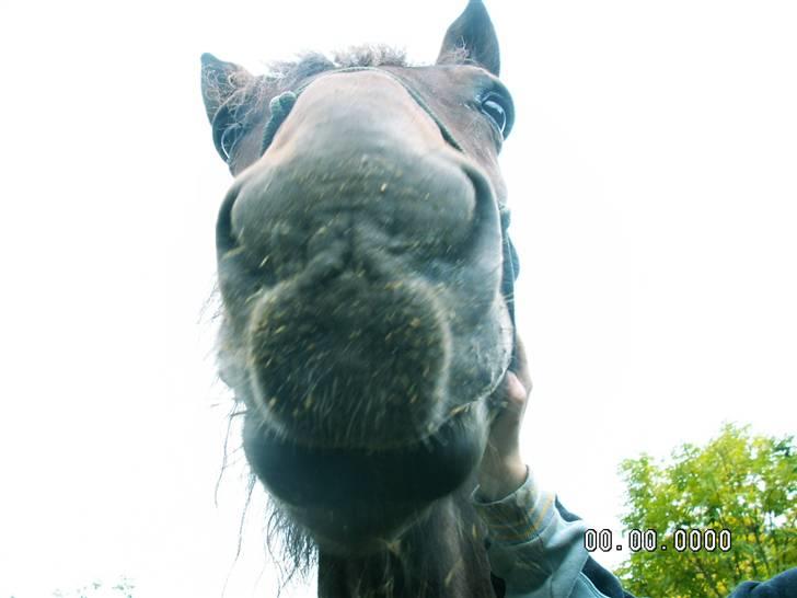 Polsk Koldblod mandisa *solgt* - hihi hendes mule er lidt stor herfra hihi <3 billede 4