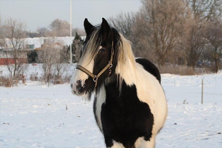 Irish Cob Beauty - Beauty..meget hengiven.. billede 1