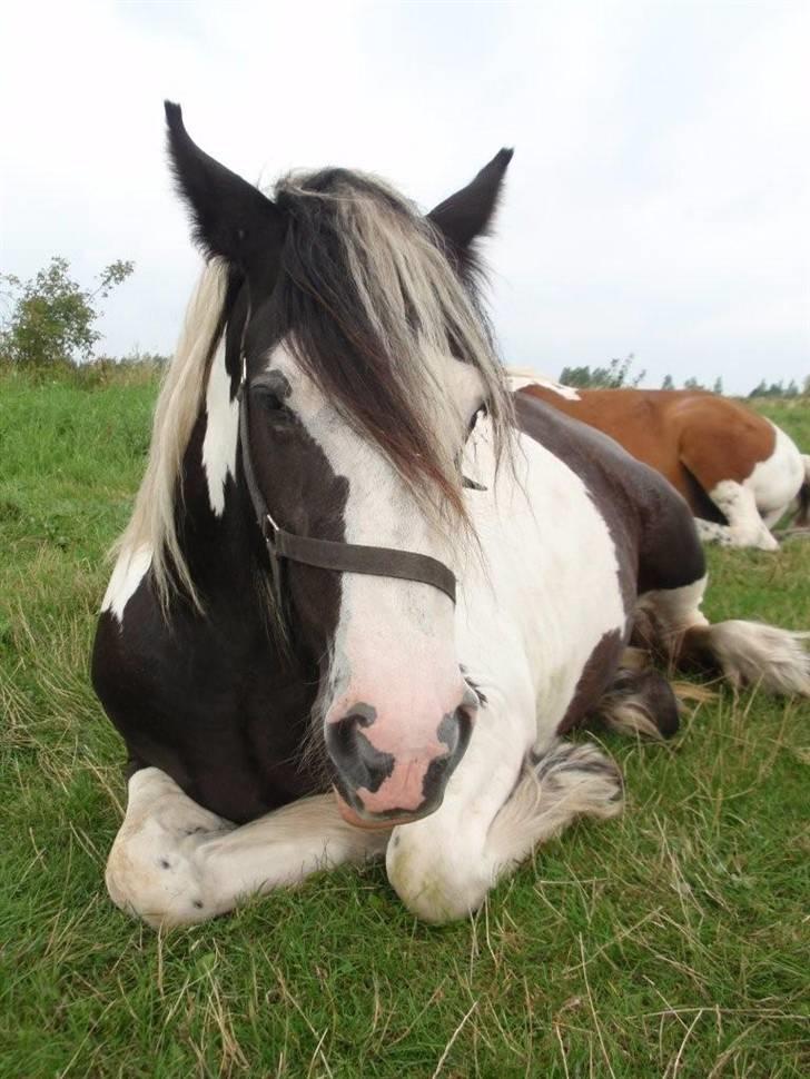 Irish Cob Beauty billede 2