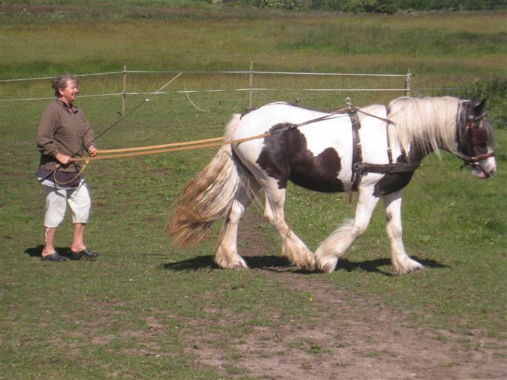 Irish Cob Beauty billede 6