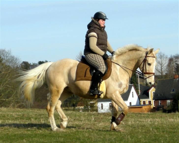 Palomino Zefyr - mig og zefyr marts 09 billede 18