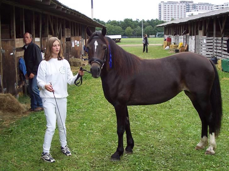 Welsh Cob (sec D) Lindbergs Dawn Impression - Impe da hun var til kåring 2006   HAR IKKE RIDEBILLEDER INDE PGA. DEN KAN IKKE BLIVE REDET FØR HUN HAR FOLET SÅ DET BLIVER NOK TIDLIGST I AUGUST I ÅR....  billede 1