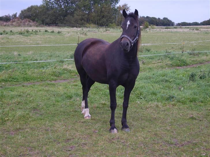 Welsh Cob (sec D) Lindbergs Dawn Impression - Impe på fold billede 2
