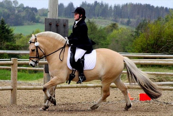 Fjordhest Bartoldi - Galop.. Birken 2010 billede 19