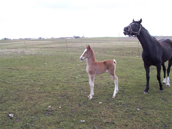 Welsh Cob (sec D) Lindbergs Dawn Impression - Impe og Sunrise (Føl) har set et eller andet billede 4