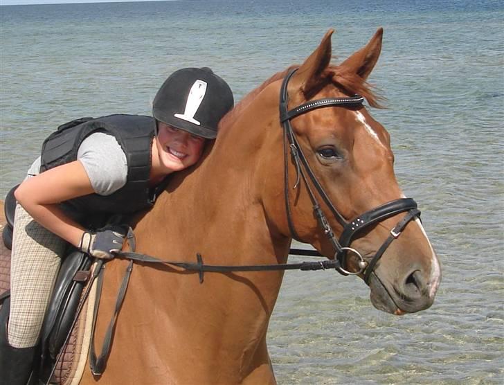 Dansk Varmblod Damgaardens Falasi - Solgt  - Velkommen til Falasis profil  giv gerne en komentar og en bedømmelse(-: billede 1