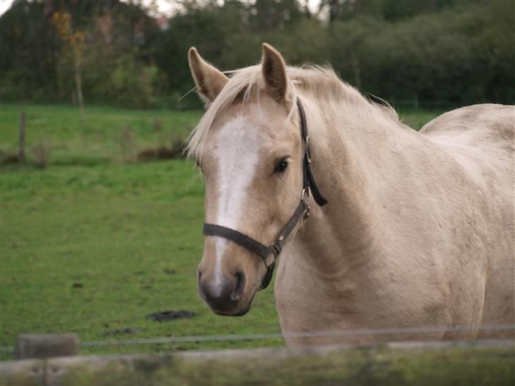 Connemara Bechs Niall  billede 11