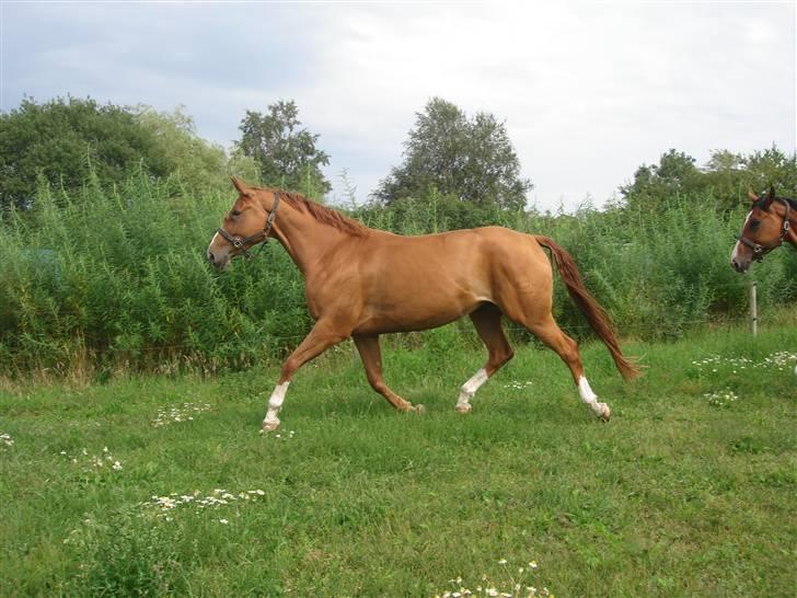 Dansk Varmblod Damgaardens Falasi - Solgt  - Falasi mønstres til hoppekåring (-: billede 3