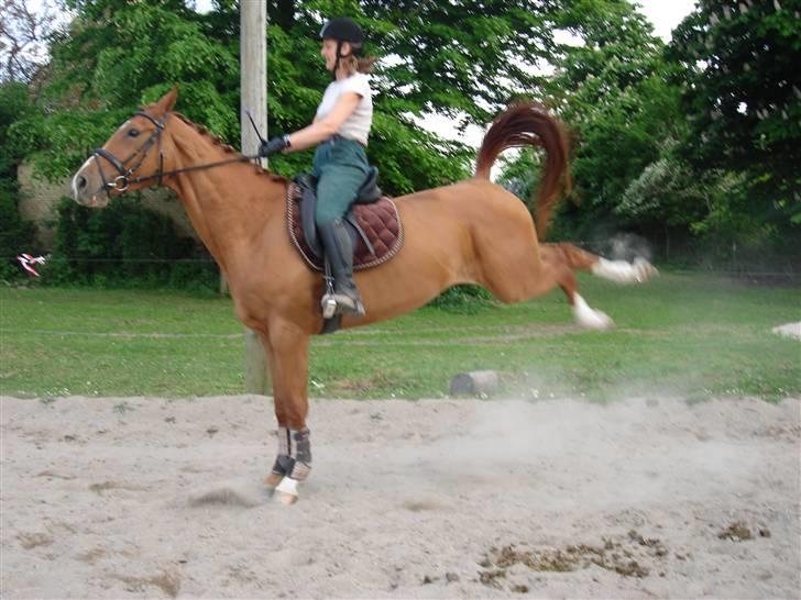Dansk Varmblod Damgaardens Falasi - Solgt  - hmm det gider jeg da ikke!! hihihi billede 5