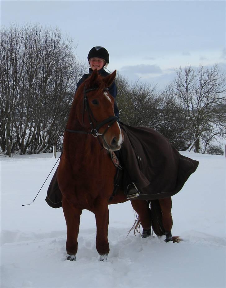 Dansk Varmblod Damgaardens Falasi - Solgt  - Falasi til hoppekåring --- hun var bare så fin---- (-: billede 6