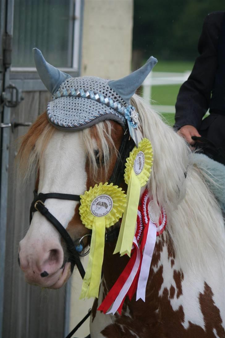 Pinto SPIRIT - Lille fræserpony , Ribestævnet :D   billede 9