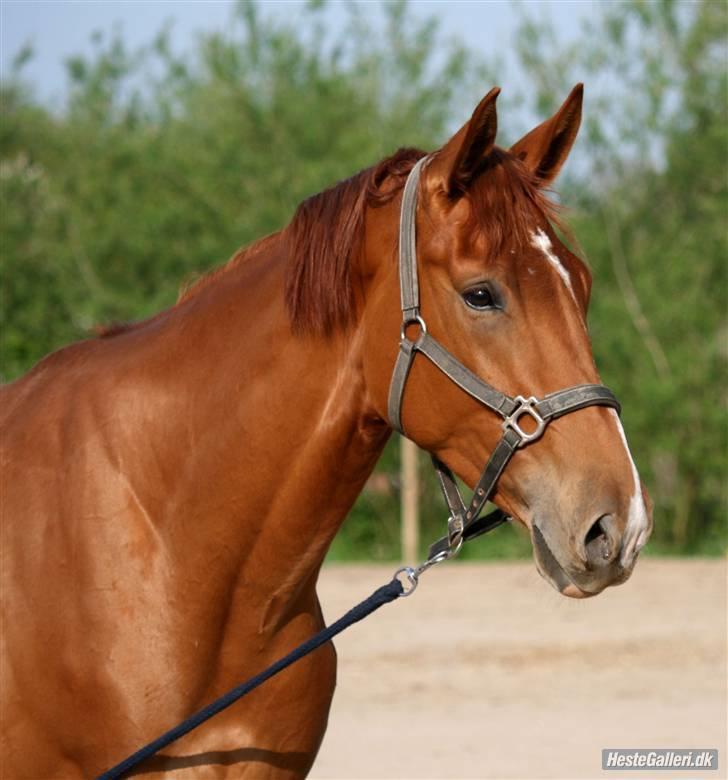 Dansk Varmblod Damgaardens Falasi - Solgt  - falasi 3 år--er hun ikke bare blevet dejlig?????<3<3<3<3&l billede 8