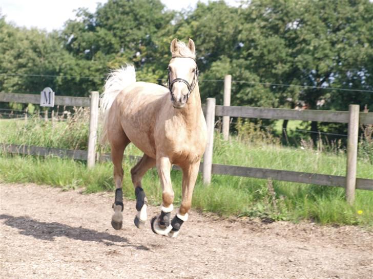 Connemara Bechs Niall  billede 15