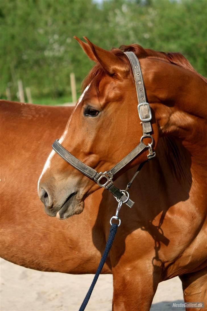 Dansk Varmblod Damgaardens Falasi - Solgt  - falasi 3 år--er hun ikke bare blevet dejlig?????<3<3<3<3 billede 10