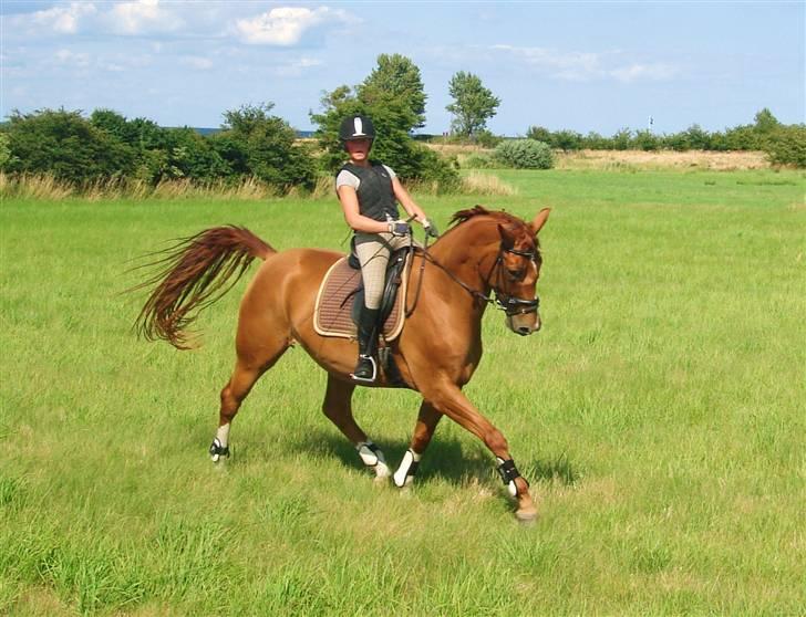 Dansk Varmblod Damgaardens Falasi - Solgt  - Hvad så der"" billede 11