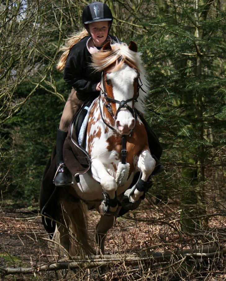 Pinto SPIRIT - Billeder af heste - Uploaded af annemette