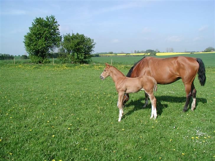 Dansk Varmblod Damgaardens Falasi - Solgt  - Yshh hvor er jeg smuk  billede 13