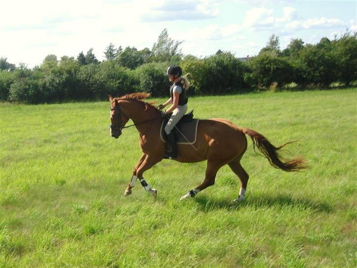 Dansk Varmblod Damgaardens Falasi - Solgt  - min lille tykke hest - sommeren 2009  billede 16
