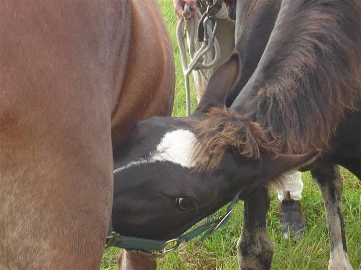 Welsh Cob (sec D) De Busies Prestige - Uhm... lækkert billede 8