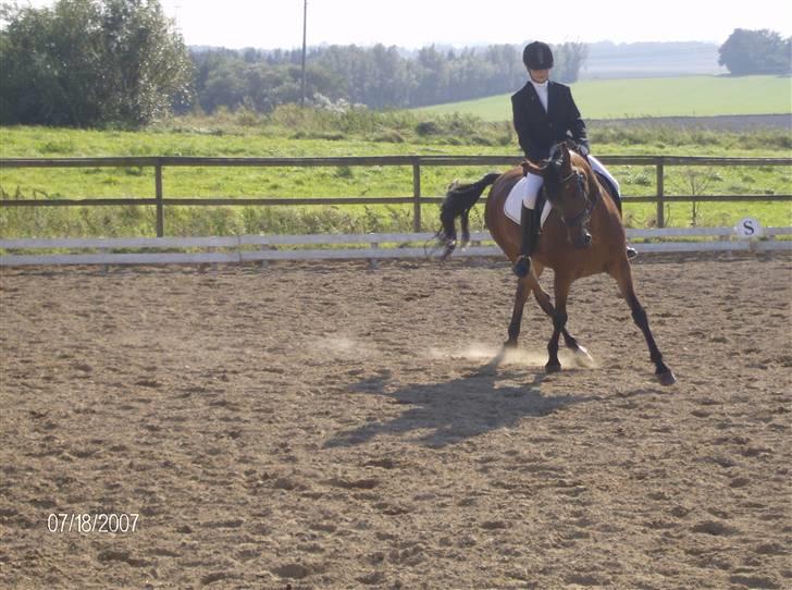 Tysk Sportspony Benjamin †100697-070808† billede 11