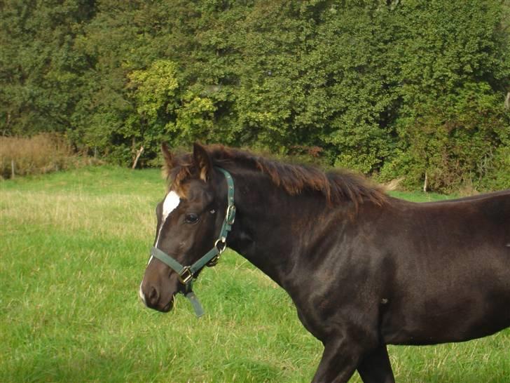 Welsh Cob (sec D) De Busies Prestige - smukke prestige igen billede 9