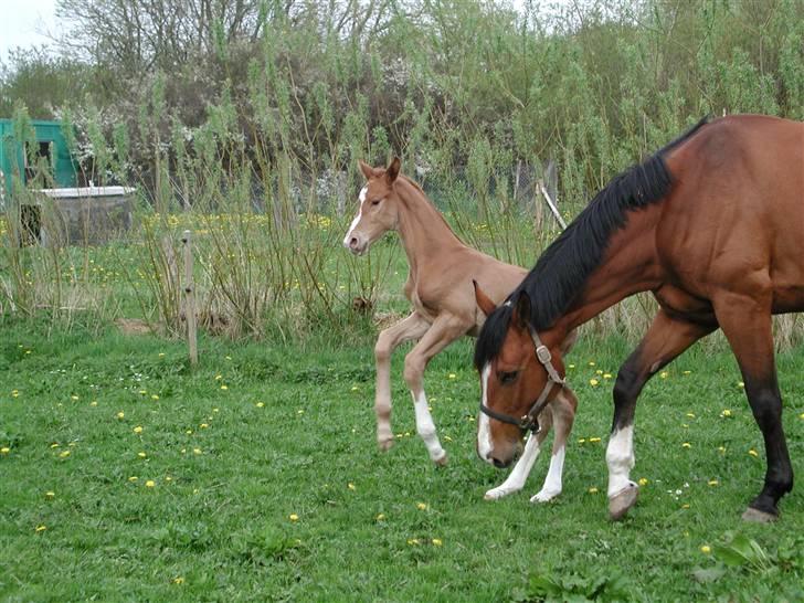 Dansk Varmblod Damgaardens Falasi - Solgt  - Juhuuy billede 18