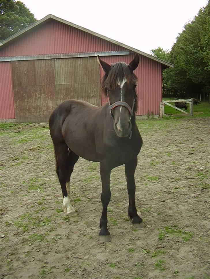 Welsh Cob (sec D) De Busies Prestige - Prestige... billede 10