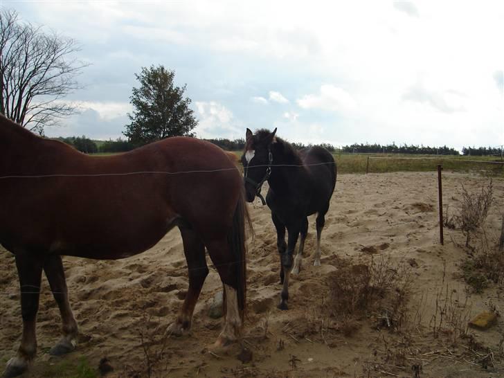 Welsh Cob (sec D) De Busies Prestige - Jeg er lidt genert... billede 11
