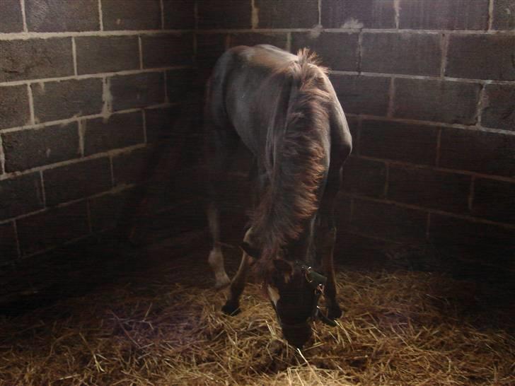 Welsh Cob (sec D) De Busies Prestige - Det kløer billede 12