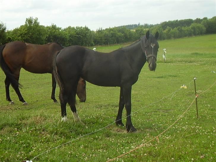 Welsh Cob (sec D) De Busies Prestige - På græs med mine venner billede 13