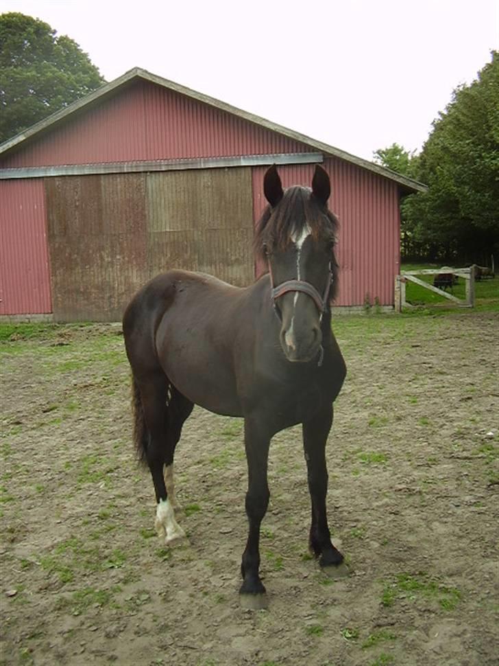 Welsh Cob (sec D) De Busies Prestige - smukke... billede 14