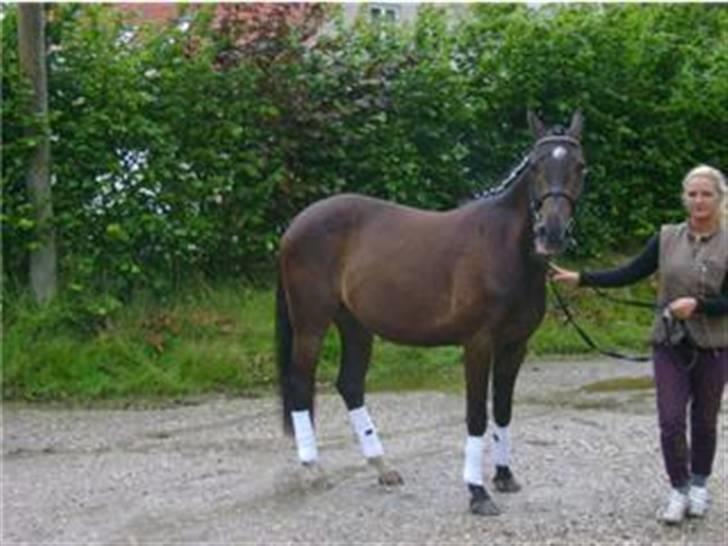 Trakehner magic wunder billede 11