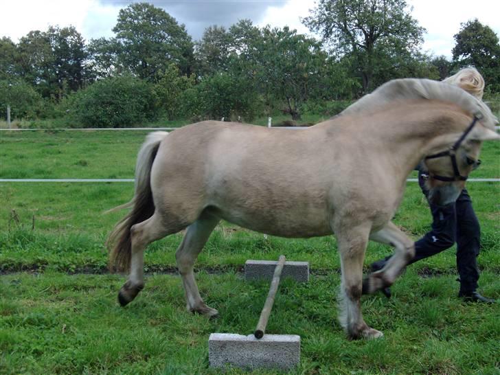 Fjordhest bell - første qanq hun prøver løssprinq billede 16