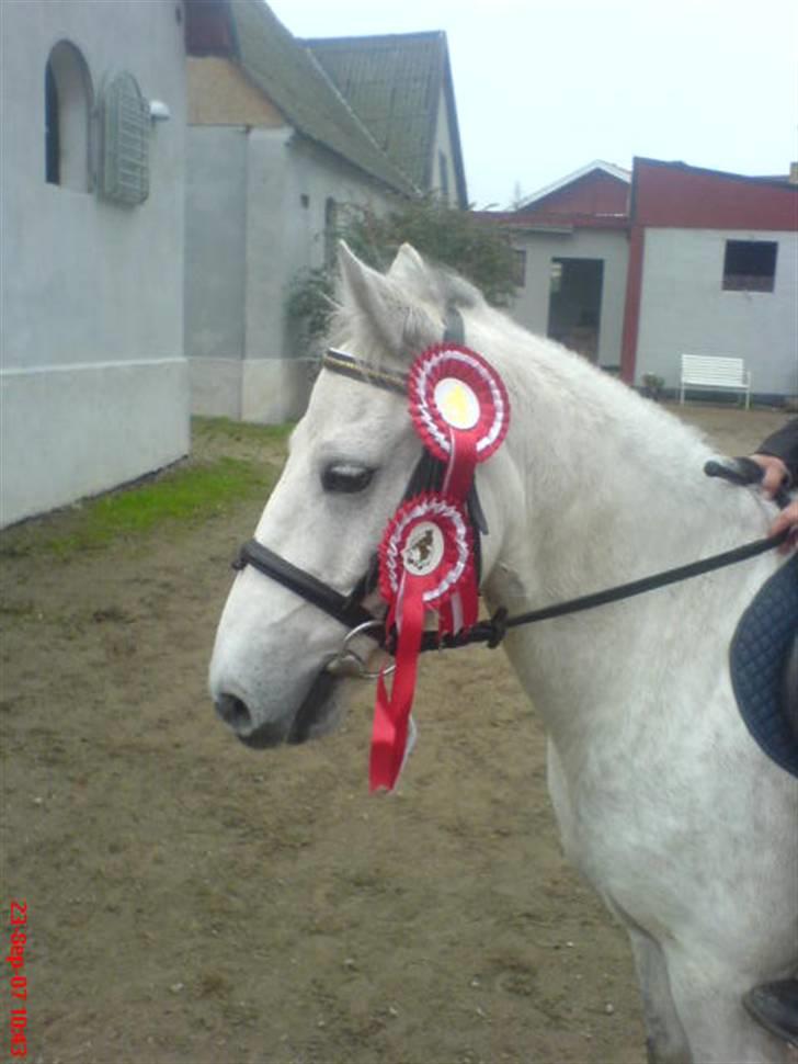 Anden særlig race Prop ;')  SOLGT :( - er de bænde billede 2