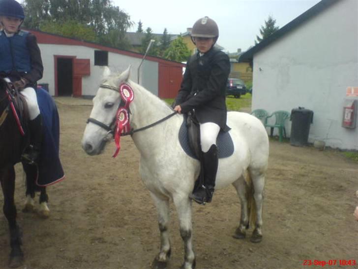 Anden særlig race Prop ;')  SOLGT :( - så har jeg ridet lc & lb ja billede 4