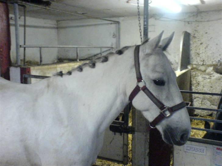 Anden særlig race Prop ;')  SOLGT :( - øvvv nu gøre de det i gende billede 8