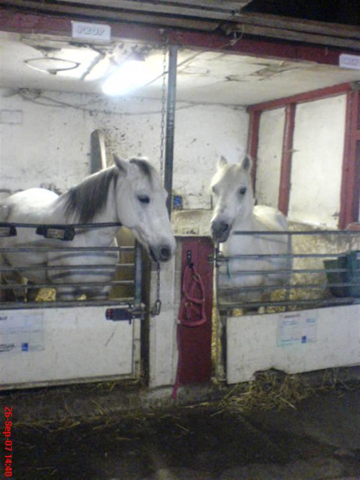 Anden særlig race Prop ;')  SOLGT :( - kys kys  mig snehvide billede 9