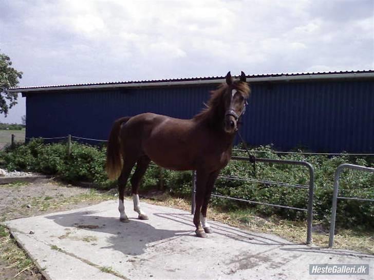 Welsh Cob (sec D) *Gaiety* solgt - Miin smukke ponii.... 2007 billede 14