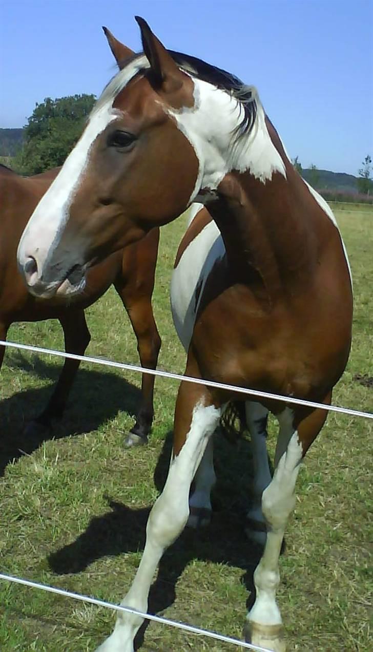 Pinto Bastogne - 24/7-2008 billede 1