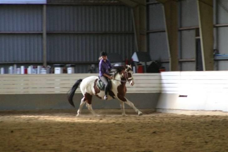 Pinto Bastogne - Første galop på ham (: billede 3