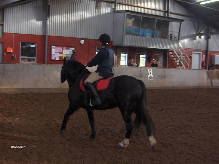 New Forest Cæsar(Red ham op) - Min mor der rider på ham, den dag vi er ude og prøve ham. billede 1